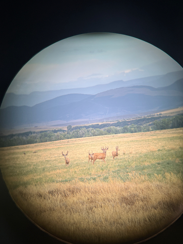 Rocky Mountain Mule Deer observed by rajanrao