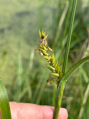 Carex atherodes, photograph 5