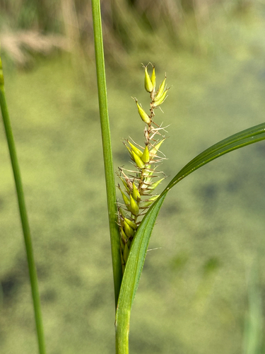 Carex atherodes, photograph 4
