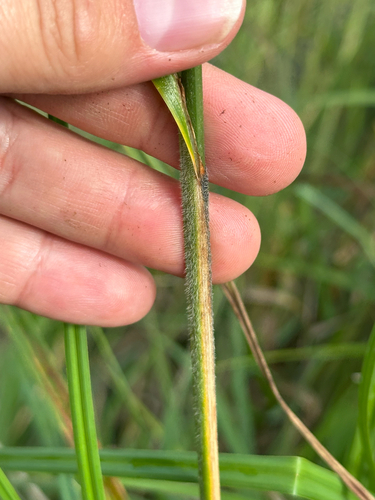 Carex atherodes, photograph 6