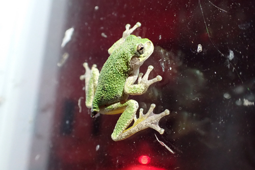 Grey Treefrog observed by seanvanderluit