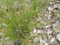 Eleocharis occulta