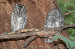 Otus senegalensis