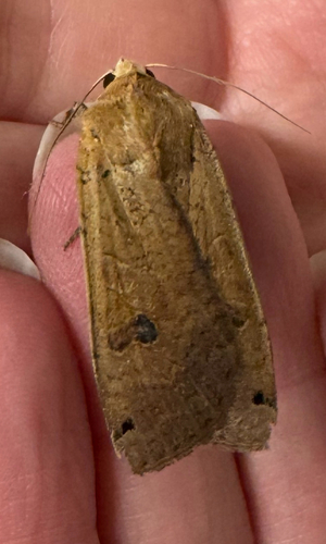 Large Yellow Underwing