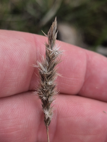 Enneapogon nigricans, 2026-08-13
