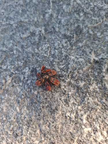 Gemeine Feuerwanze