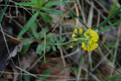 Alyssum montanum gmelinii