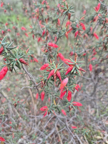 Flame Heath