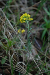 Alyssum montanum gmelinii