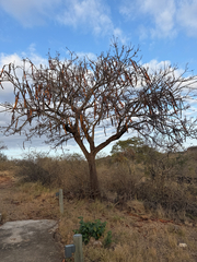 (c) alanbedfordshaw, some rights reserved (CC BY-SA) Cassia abbreviata, photograph (c) alanbedfordshaw, some rights reserved (CC BY-SA)