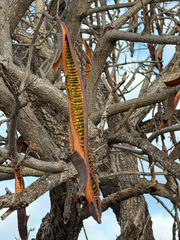 Cassia abbreviata, photograph (c) alanbedfordshaw, some rights reserved (CC BY-SA)