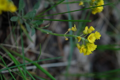 Alyssum montanum gmelinii