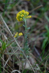 Alyssum montanum gmelinii
