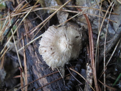 Inocybe sindonia