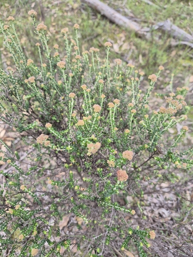 Grey Everlasting