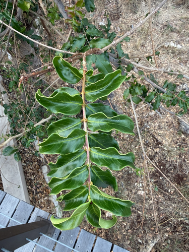 Galpinia transvaalica