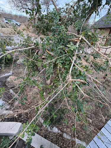 Galpinia transvaalica, photograph 3