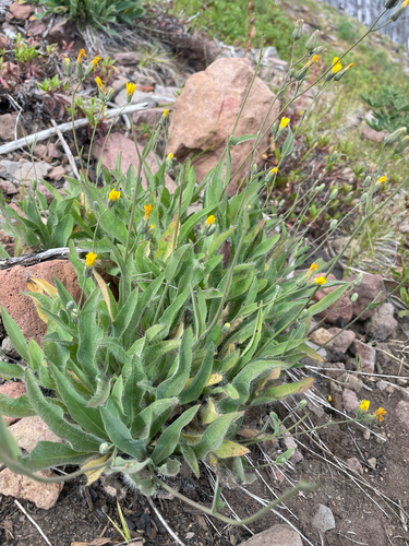 Hieracium scouleri, 2026-08-12