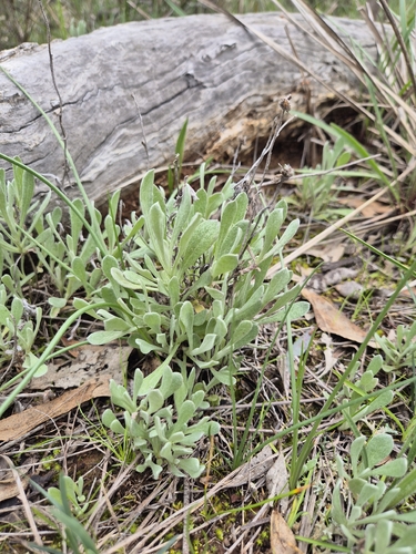 Common Everlasting