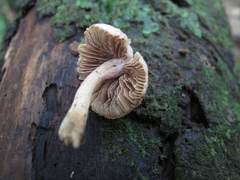 Inocybe sindonia