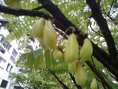 Averrhoa bilimbi