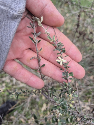 hairy Bursaria