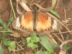 Junonia sophia