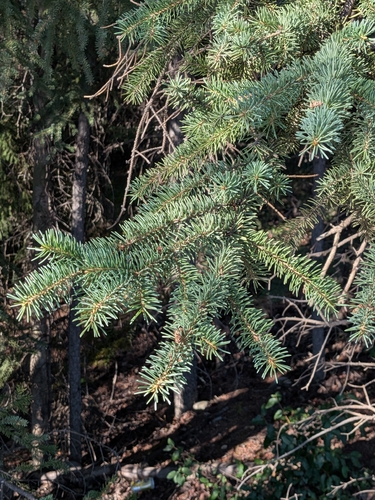 white spruce