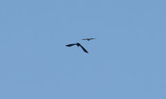 Accipiter nisus