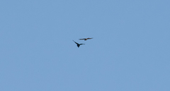 Accipiter nisus
