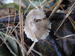 Inocybe sindonia