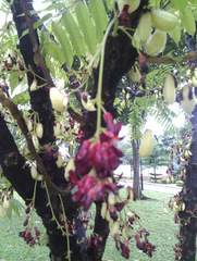 Averrhoa bilimbi