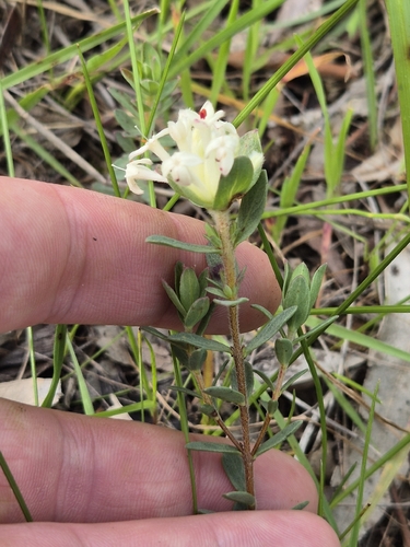 Common Rice-flower