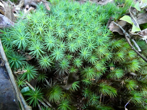 Dawsonia polytrichoides observed 2026-08-12