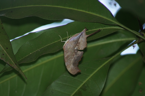 Ruddy Daggerwing