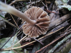 Inocybe sindonia