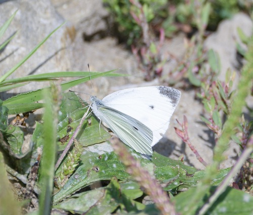 Small White