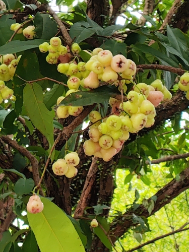 Syzygium samarangense observed 2026-08-13
