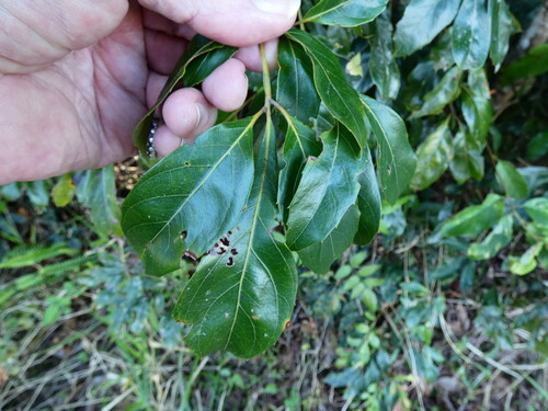 Blush silky oak (Bleasdalea bleasdalei)