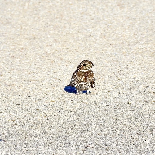 Common Nighthawk observed by pufferchung