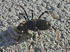 Egaenus convexus