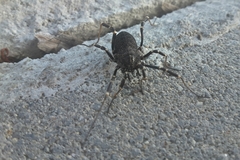 Egaenus convexus