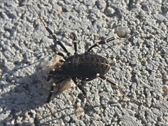 Egaenus convexus