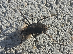 Egaenus convexus