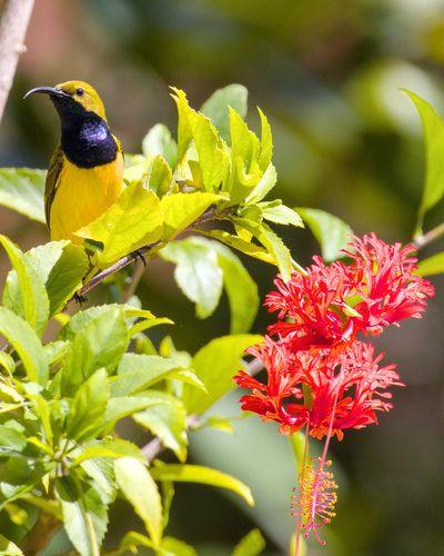 Sahul Sunbird