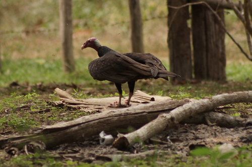 Turkey Vulture