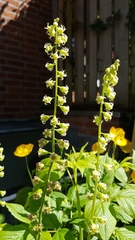 Tellima grandiflora