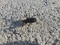 Egaenus convexus