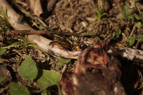 Agelaia pallipes