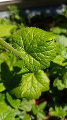 Tellima grandiflora